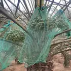 ثمر نخل