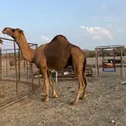 بعير حمر مشروط ضراب وعشار