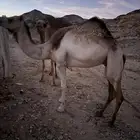 ناقه حايل