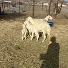 للبيع ضان ولد