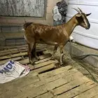 معزة جنوبية لقاح