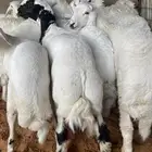 ذبايح سوق الجربوع شبك 55