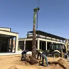 نخل واشنطني أمريكي