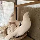 قطايف