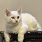 قط للتبني  بدون مقابل مادي