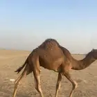 حاشي عمره 9 شهور