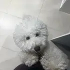 كلب بودل ذكر اليف جدا