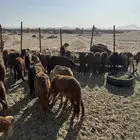 طليان سواكني حمري (تم البيع)