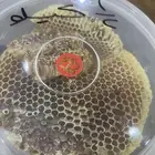 عسل شمع طلح وسمر مشروط
