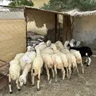 رخال