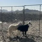 للبيع طليين نجدي وحبصي نظاف