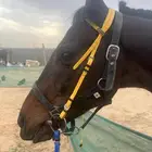 خيل إنجليزي