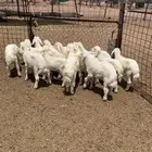 بهم تربيه للبيع