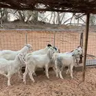 معزا جفار وتيس مشاريك