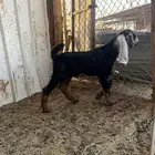 تيس عارضي طيب عمره شهر و نص