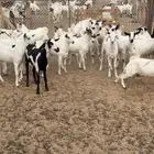 تيوس
