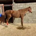 فرس ركوب ( رمكه )منتجه