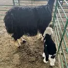 للبيع نجديه والد ( تم البيع )