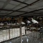 للبيع حمام ودجاج التواصل واتس اب على رقم