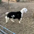 خروف نجدي عمره حول خمسة شهور مقفل شحم ونضيف