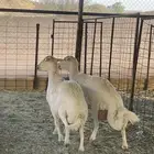 شاتين حريات دفيع شرط سونار