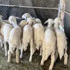 بهم مرابى فل شحم ( تم البيع )