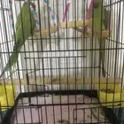 ببغاء الدره العمر. سته شهور قابل لي التفويض