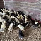 صوص العمر 21يوم