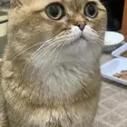 قط سكوتش فولد