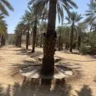 نخل للبيع