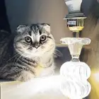 قطط للبيع