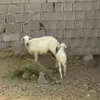 نعجه حري خلفه