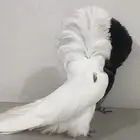 مجموعه حمام جاكوبين للبيع