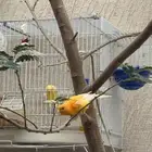 للبيع كناري ذكر العدد 2