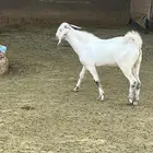 تيسين بيشية برص