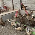 ديك سبرايت نحاسي