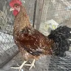 عدد سته ديوك عمر سته شهور