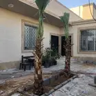 نخل ميامي وامريكي و عربي