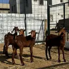 بهم تربيه ومشاريع فحول دهم  تم البيع