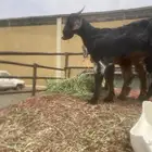 تيوس بلدي