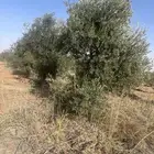 اشحار زيتون