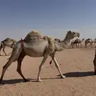 للبيع خلفه شعل كفو طيبه جدا و تحته قعود طيب