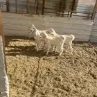 تيوس سمان