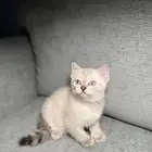 سكوتش ستريت للبيع