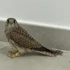 با شق للبيع شب وط بكه