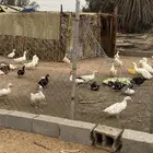 بط للبيع القصيم الفويلق