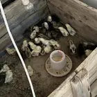 صوص بلدي