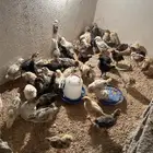 سلام عليكم صيصان 62 لا يجي إلا الصامل