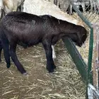 سواكن عدد 17