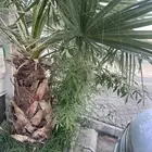 نخل واشنطني للبيع